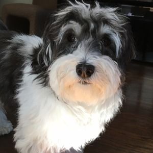 Meet your Posher, Daniel